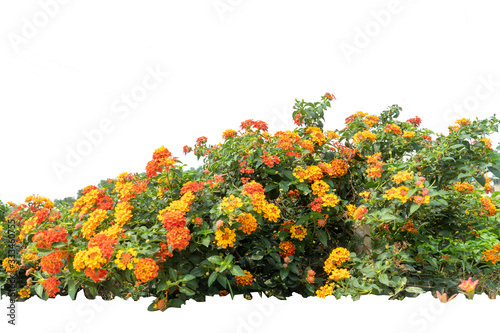 Fototapeta Naklejka Na Ścianę i Meble -  Red and yellow Lantana camara flowers isolate on white background.