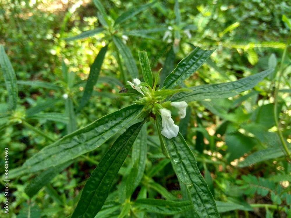 Borreria sp. This plant includes weeds and is easily found in fields, such as fields in Indonesia. This plant has white flowers. Beetles love this plant.