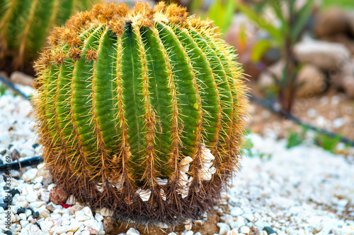 Green round tropical cactus plants with sharp spines growing on a ground covered with pebble stones outdoors in a park.