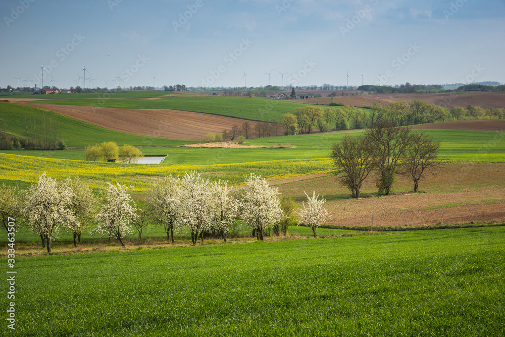 Fototapeta premium Landscape with meadows and blooming trees somewhere in Kociewie near Gniew, Poland