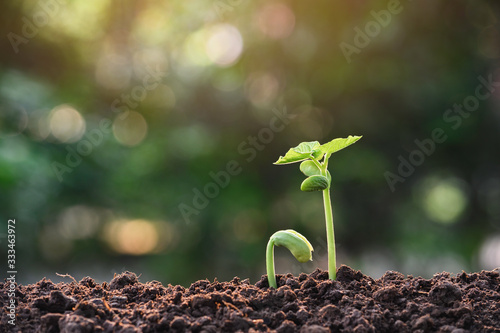 Young plants growing  from seed step up  in nature background with The fertile soil.