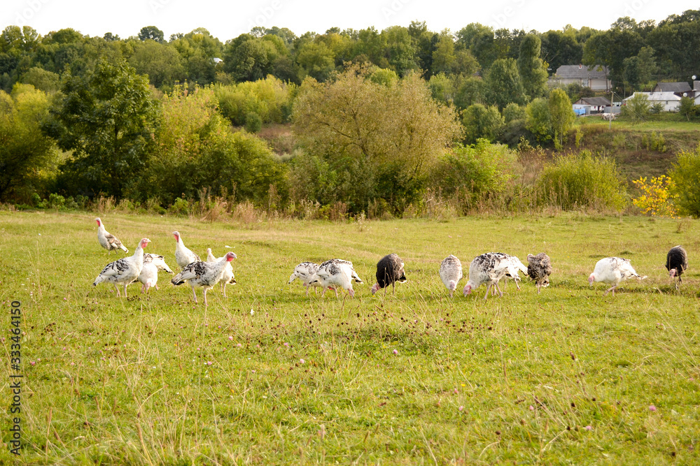 Fototapeta premium Domestic turkeys on green grass. Poultry farming