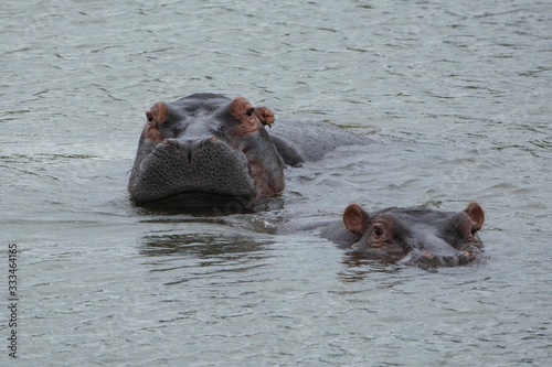 Two hippos looking at the camera