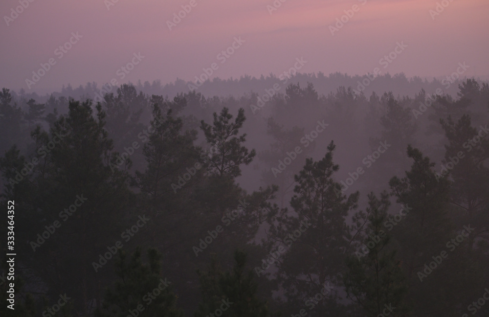 Forest on sunrise 