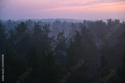 Forest on sunrise  © Andrew