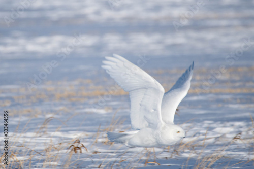 Male Snowy Owl in Winter Flight 