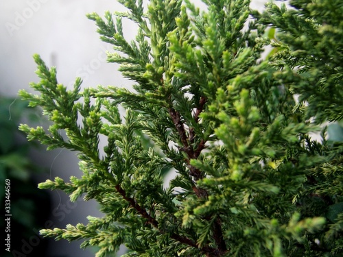 pine tree branch with cones