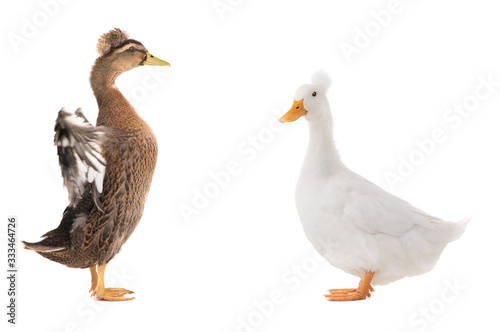 two standing beautiful brown duck with spread wings isolated