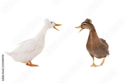two Quacking white duck isolated on a white background.