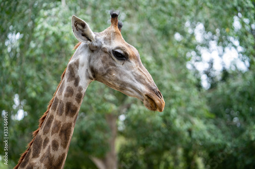The head of a giraffe. Close-up portrait. © tienuskin