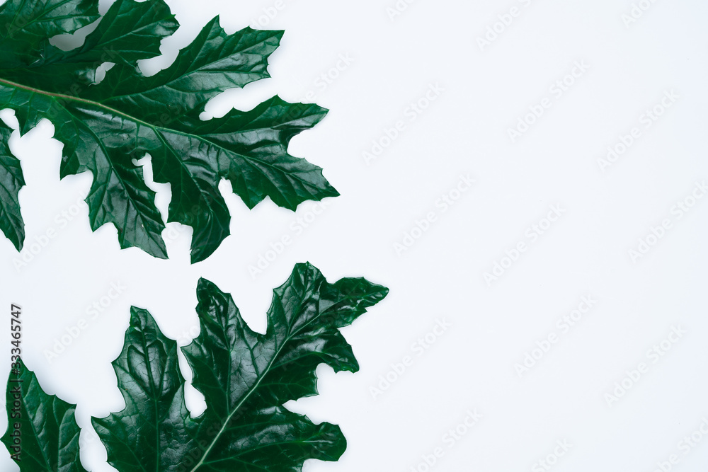 Grean leaves on white background. Flat lay, top view, space. Grean leaves on white background. Flat lay, top view, space.