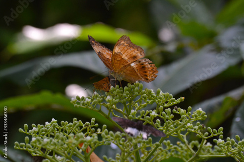 Brown colored butterfly sitting on green plant, India, Kerala, monsoon