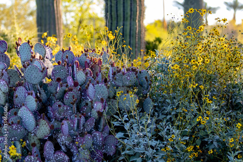 cactus in springtime in Arizona