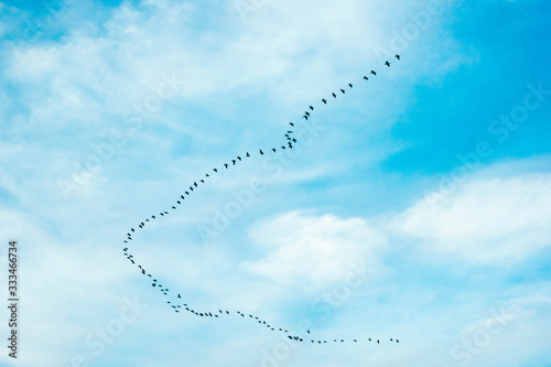 beautifu creation by birds in the blu sky