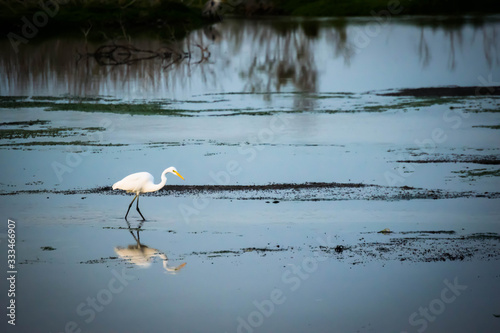 Photography The white heron in ras al khor wildlife sanctuary Dubai