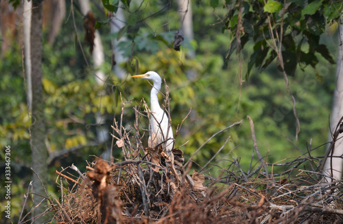 The white heron standing on the tree branch in india kerala