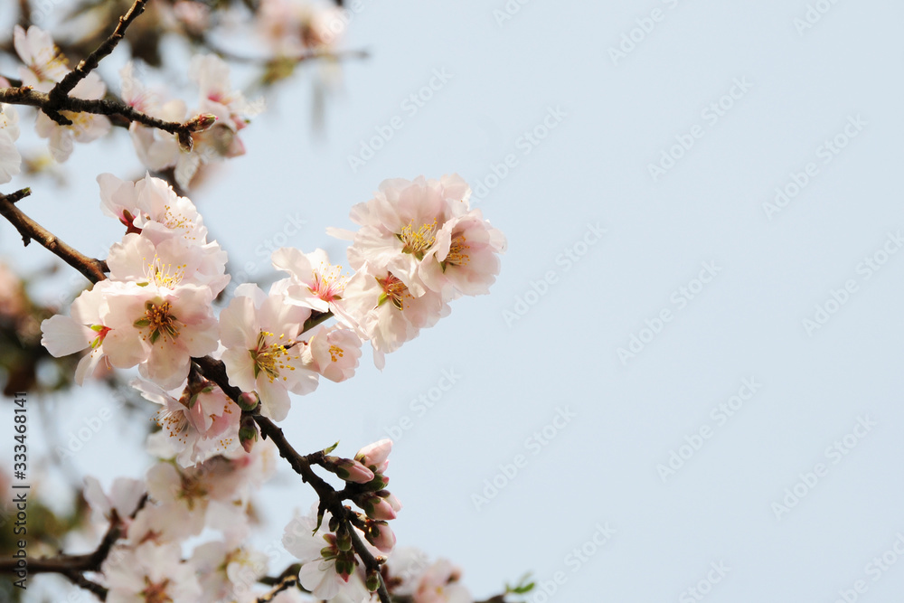 Spring concept. Almond flowers. Spain.