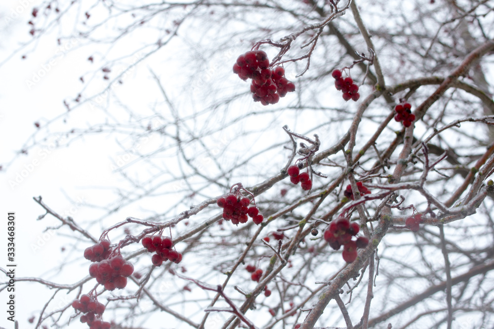 Rowan berries hang on the branches Rowan berries hang on the branches