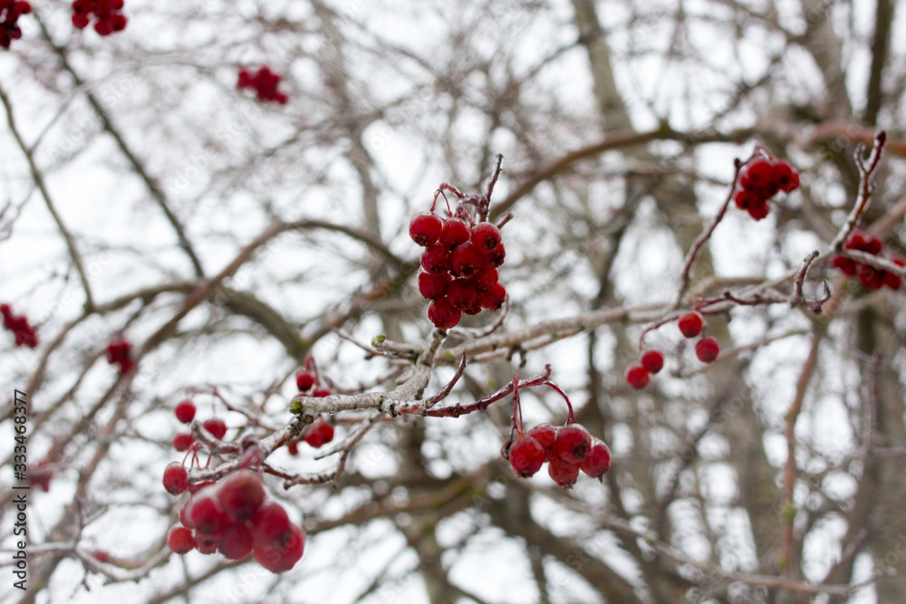 Rowan berries hang on the branches Rowan berries hang on the branches