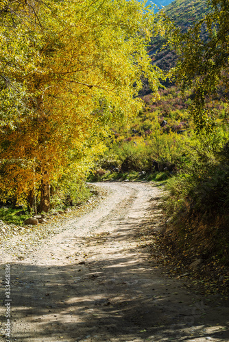 Dirt road in a mountainous woodland. Chulyshman Valley, Ulagansky District, Altai Republic, Russia