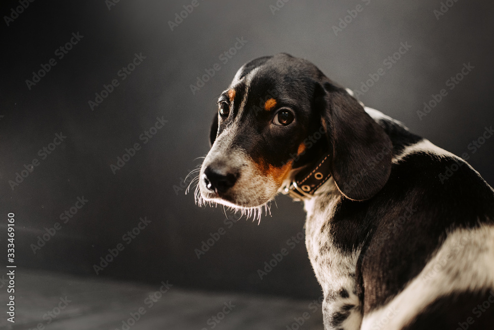 mixed breed puppy portrait indoors in natural light