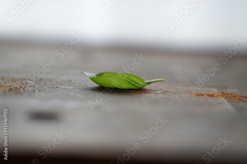 green plant on table