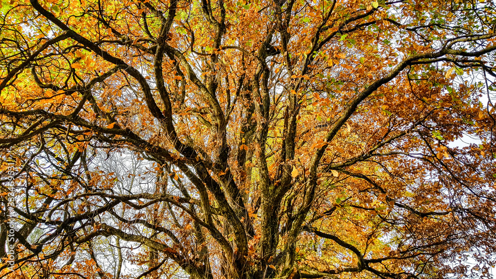 Autumn in the park