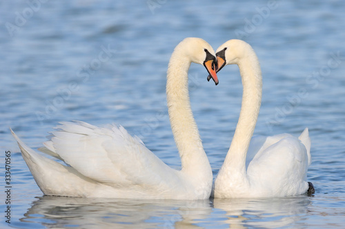Swans in love on the river