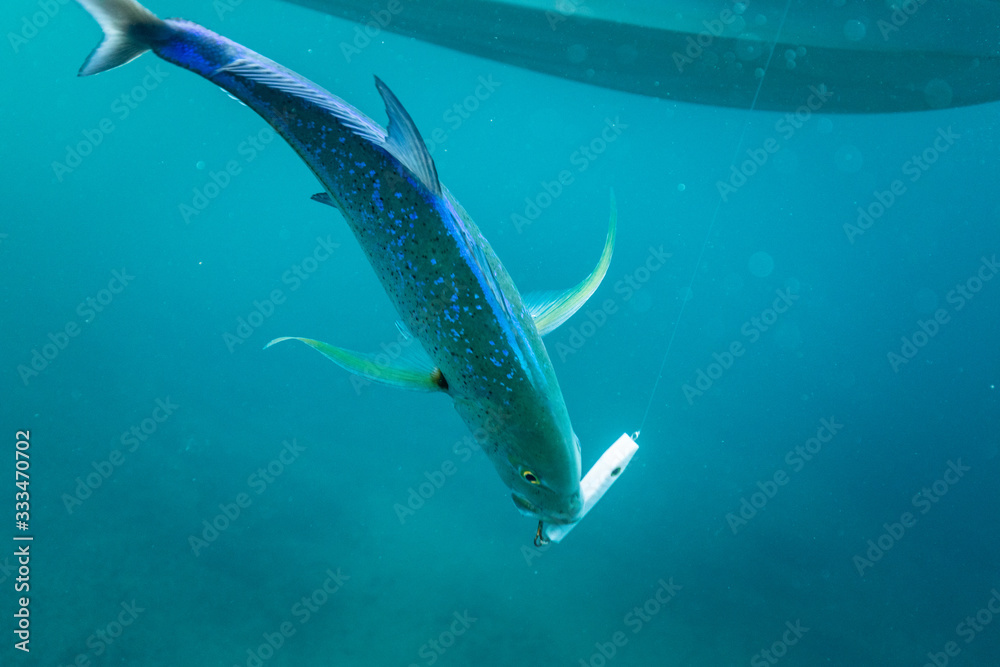 Obraz premium fishing and catching a trevally