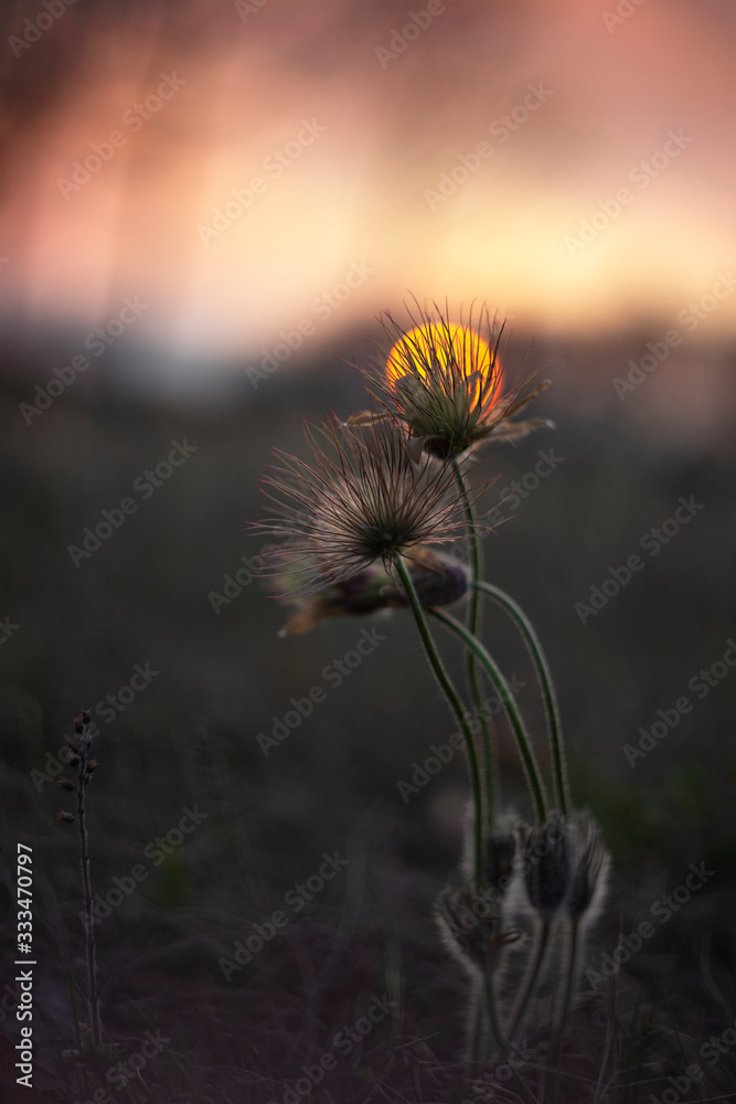 Pulsatilla grandis - three flowers of blooming pasque flower in the setting sun with a beautiful bokeh