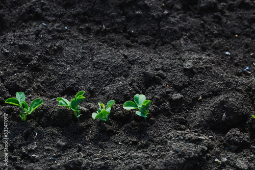 Green peas sprouted in the soil. Several shoots of green dessert peas planted in the open ground in the spring in Russia close-up with Kopi space. The view from the top