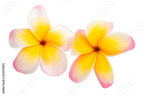 frangipani flower isolated