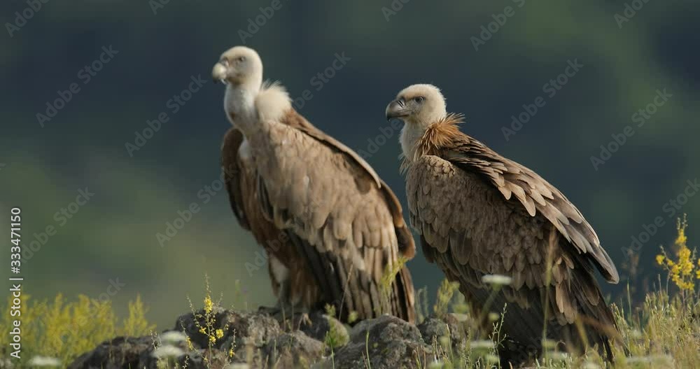 Griffon Vulture, Gyps fulvus, big bird flying in rocky mountain, nature habitat, Madzarovo, Bulgaria, Eastern Rhodopes. Wildlife scene from Balkan. Animal behaviour. Vulture fight in nature. Griffon Vulture, Gyps fulvus, big bird flying in rocky mountain, nature habitat, Madzarovo, Bulgaria, Eastern Rhodopes. Wildlife scene from Balkan. Animal behaviour. Vulture fight in nature.