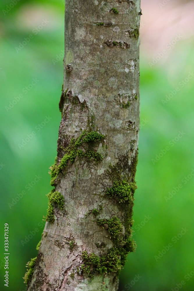 Obraz premium Tree Trunk