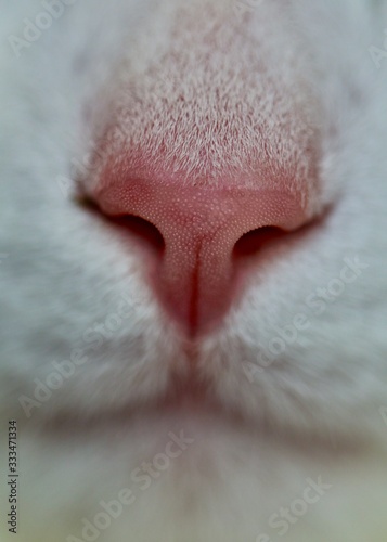 Cat nose 