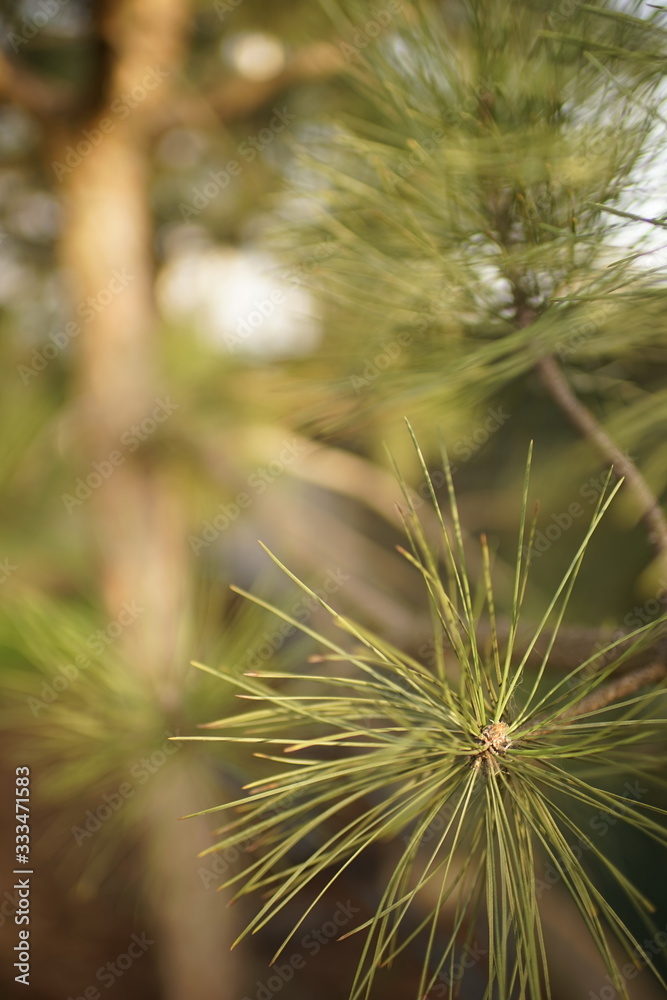 Lush pine tree branch closeup in spring garden, selective focus Lush pine tree branch closeup in spring garden, selective focus