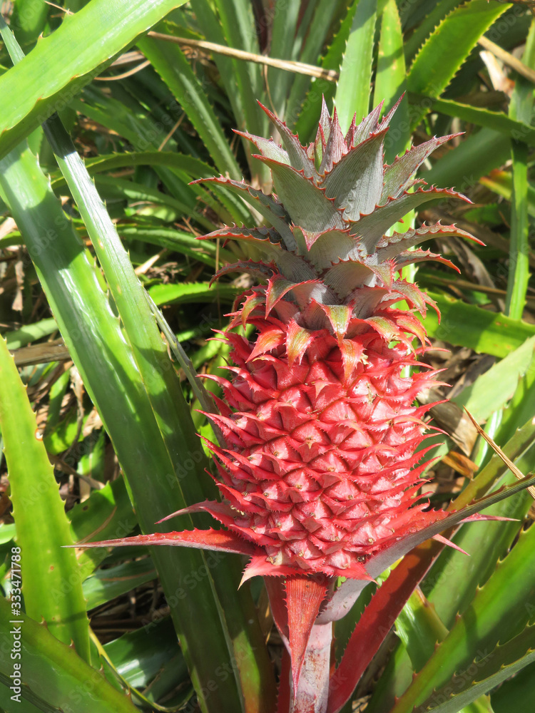 closeup of red pineapple on a plant closeup of red pineapple on a plant