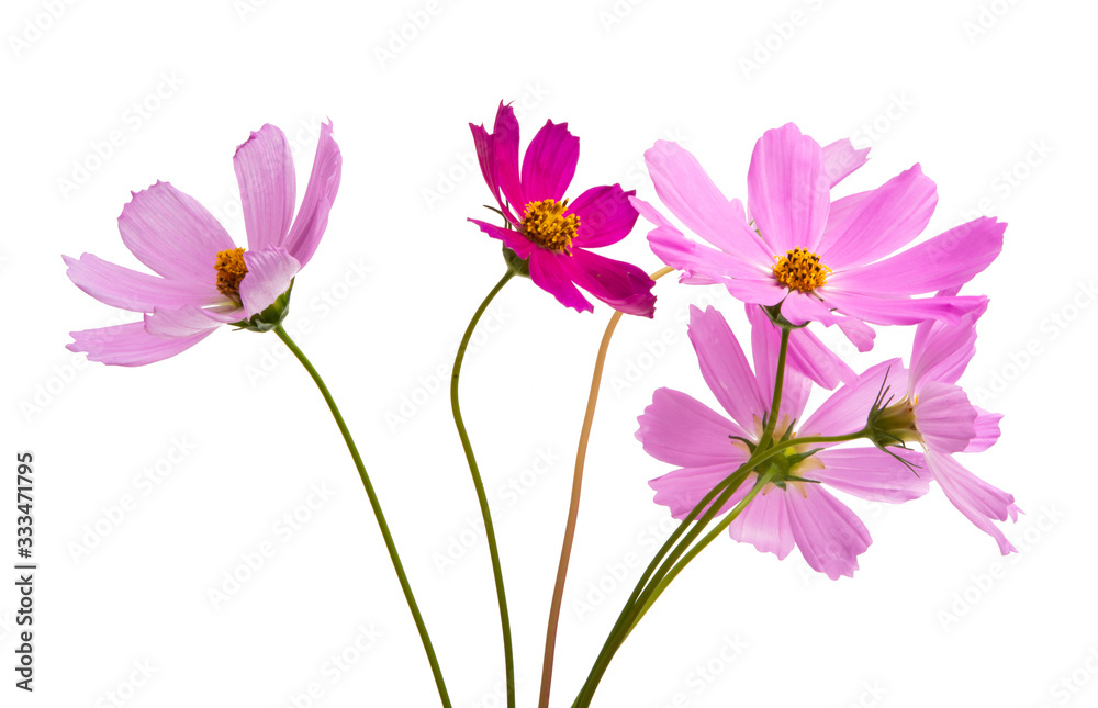 cosmea flower isolated