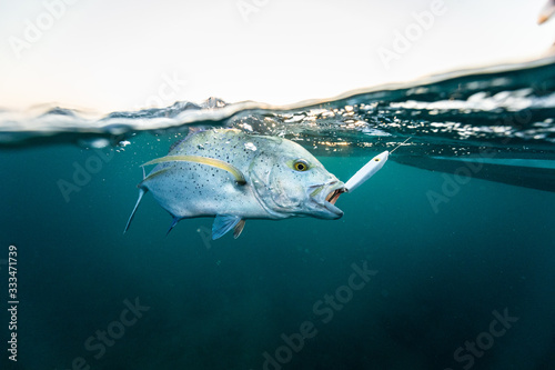 fishing and catching a trevally