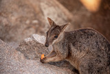 Rock Wallaby mit Karotte 