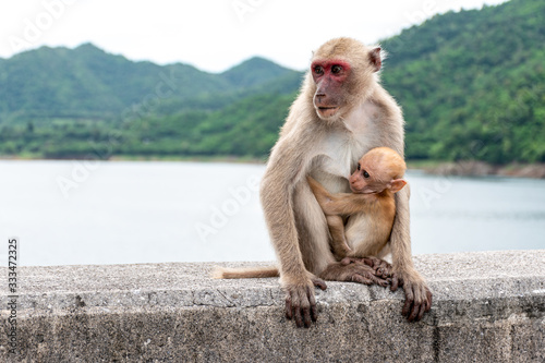Baby monkey eating mother's milk. © Ratchapon