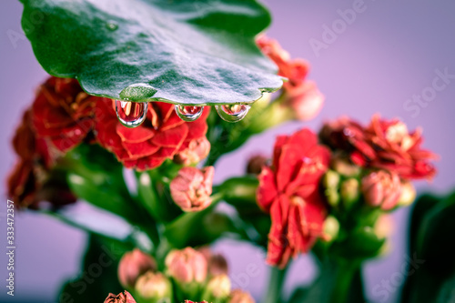 Macro photo of a Kalanchoe plant with a purple background