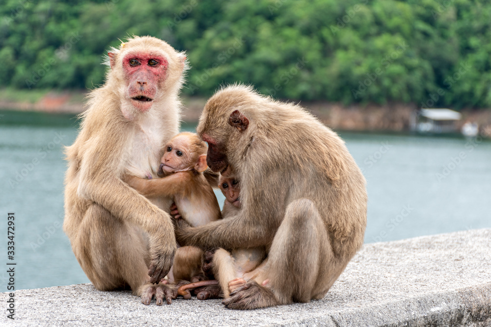 Monkey parents, monkey mothers and baby monkeys live together as a family. Monkey parents, monkey mothers and baby monkeys live together as a family.