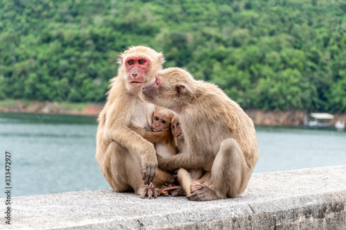 Monkey parents, monkey mothers and baby monkeys live together as a family. © Ratchapon