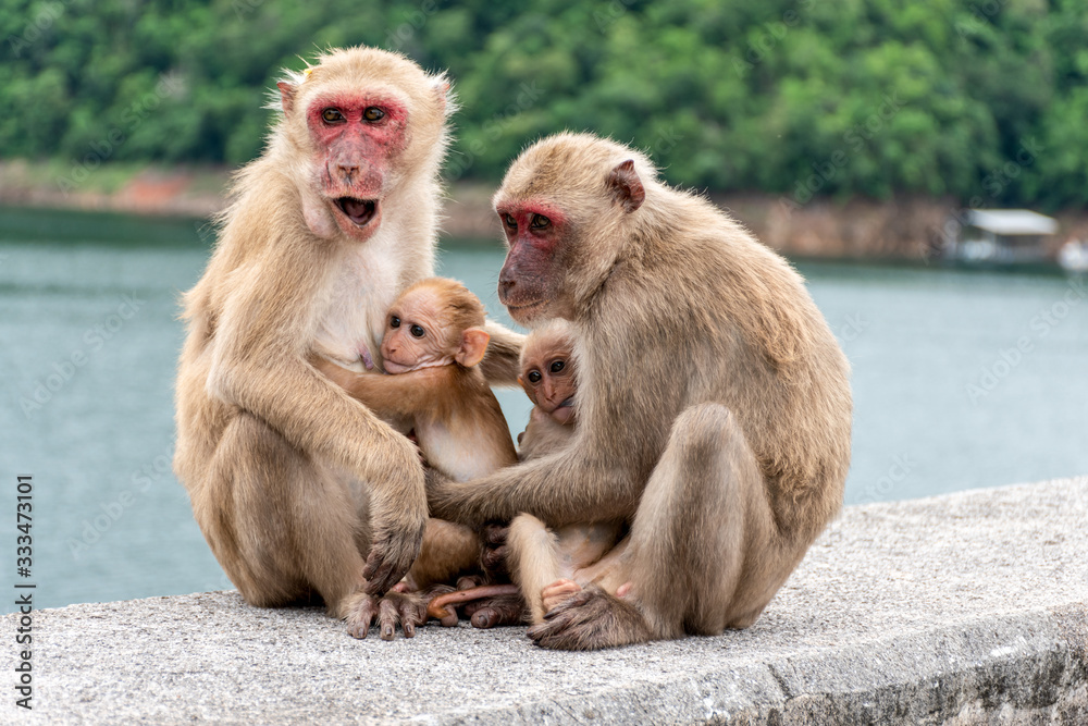 Monkey parents, monkey mothers and baby monkeys live together as a family.