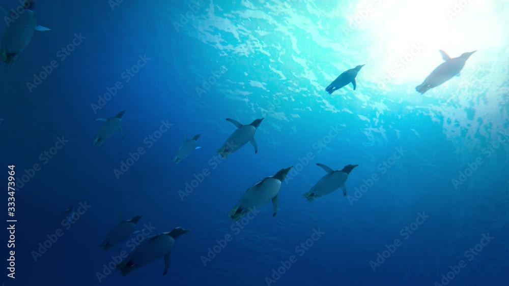 A flock of penguins swimming freely in the sea before the camera
