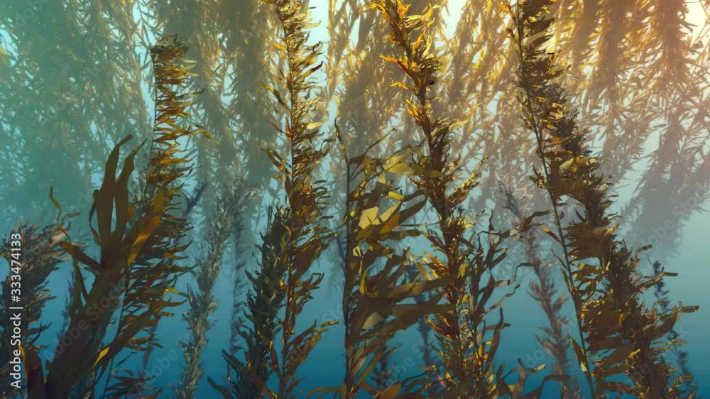 Underwater world under the sunlight, seaweed floating in the water