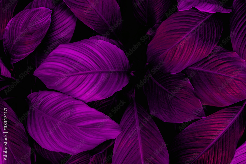 leaves of Spathiphyllum cannifolium, abstract colorful texture, nature background, tropical leaf leaves of Spathiphyllum cannifolium, abstract colorful texture, nature background, tropical leaf