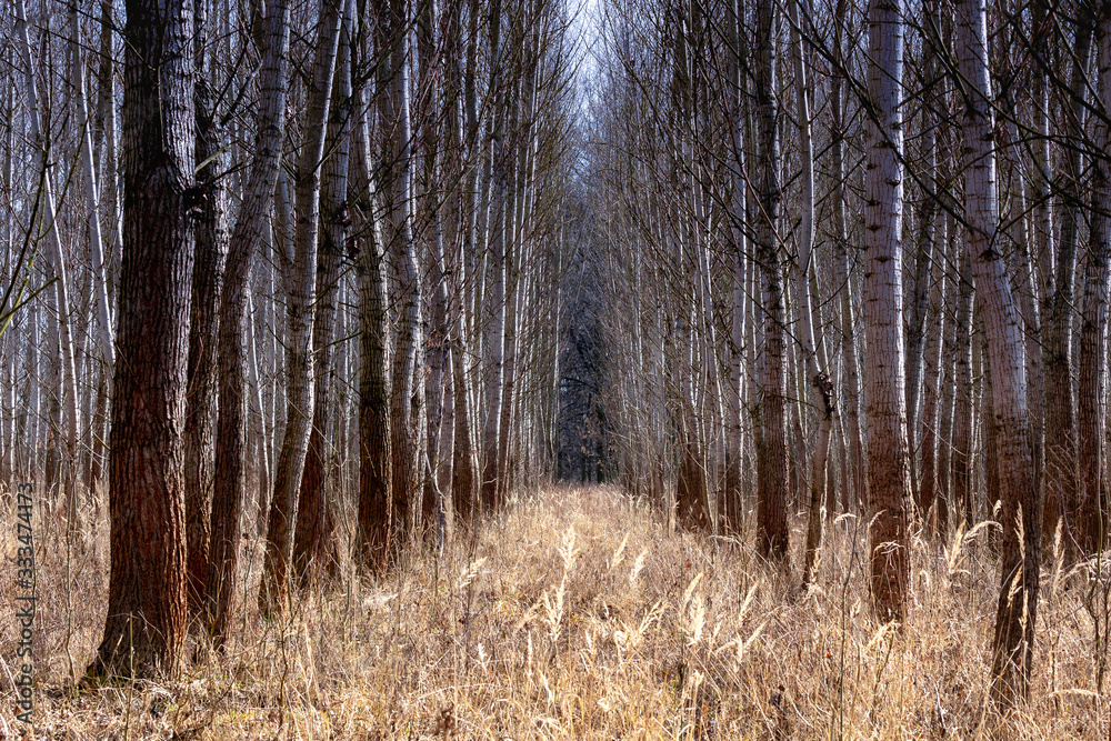 Fototapeta premium The alleys of birches in the deciduous forest in the middle is a strip of withered, yellow, mature grass