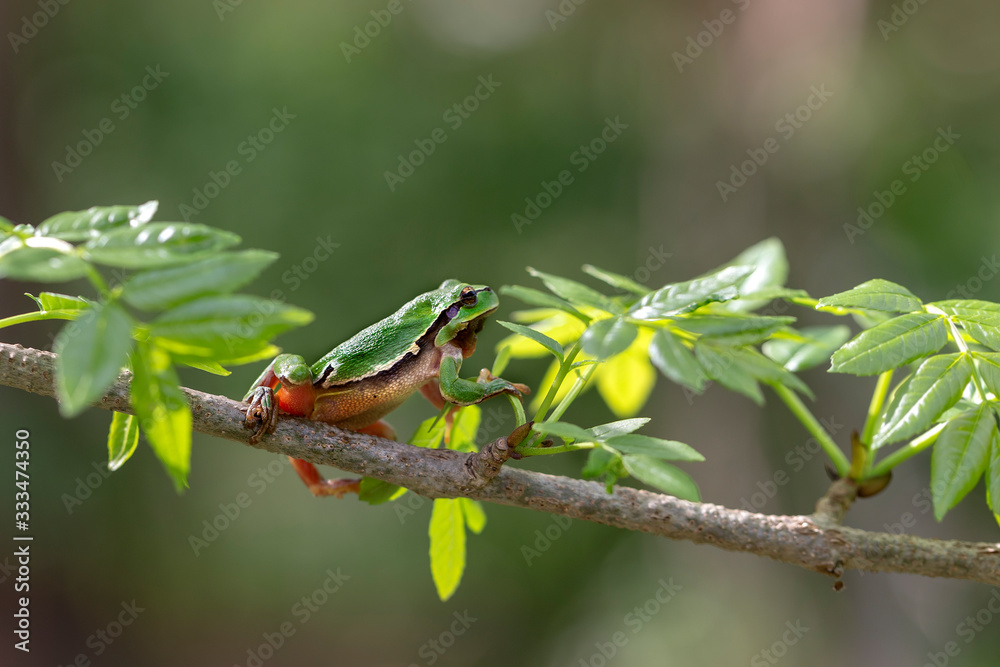 Hyla arborea - Tree Frog, crawling on a branch of a deciduous tree Hyla arborea - Tree Frog, crawling on a branch of a deciduous tree